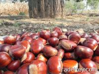 New Raw Fresh Chestnut with kernel