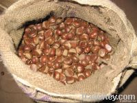 New Crop Organic Fresh Chesnut
