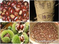 Organic Fresh Chestnut Nuts for sale