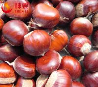 China fresh chestnut