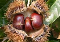 Organic chinese  chestnut