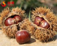 Chinese Roasted chestnut