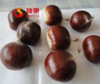 Organic chestnut nuts