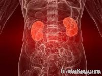 healthy human kidney