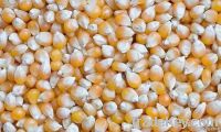 Yellow corn