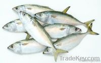 Indian mackerel (duyen.gmf)