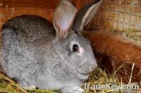 LIVE RABBITS FOR SALE