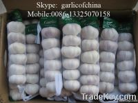 Chinese Best Quality Fresh white garlic