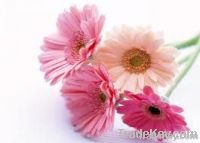 gerbera