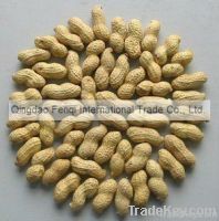Roasted Peanut inshell