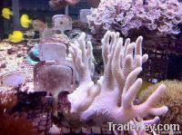 Aquariums and Ornamentals