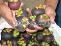 fresh mangosteen