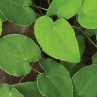 100% Natural Epimedium P.E.