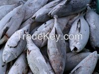 Yellowfin Tuna , Skipjack Tuna, Long tails Tuna, Bonito