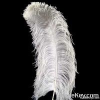 Ostrich Feathers for sale