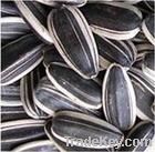 Oragnic Sunflower Seeds5009