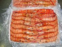 AG ARGENTINE RED SHRIMP