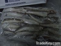 ARGENTINE HAKE