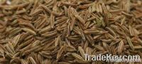 Cumin seeds