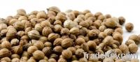 Coriander Seeds