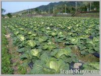 Fresh Cabbages