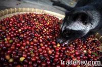 Export Coffee Beans | Coffee Bean Importer | Coffee Beans Buyer | Buy Coffee Beans | Coffee Bean Wholesaler | Coffee Bean Manufacturer | Best Coffee Bean Exporter | Low Price Coffee Beans | Best Quality Coffee Bean | Coffee Bean Supplier | Sell Coffee Bea