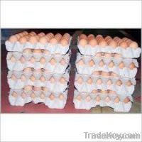 Fresh Chicken Table eggs