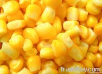 Yellow Corn/ White Corn/ Fresh Corn