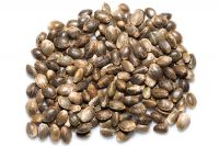 medical cannabis seeds