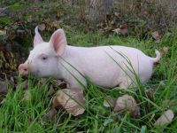 Inzar Lactic for piglet