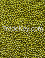 Green Bean / Mung Beans