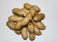 Raw peanuts in shell for sale