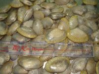 Yellow clam cheap price