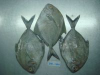 Black pomfret