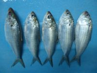 FROZEN DOTTED GIZZARD SHAD FISH