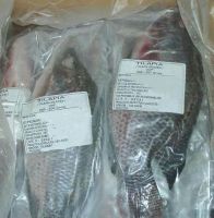 Frozen Black Tilapia