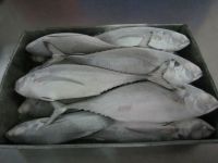 FROZEN HORSE MACKEREL CHEAP PRICE