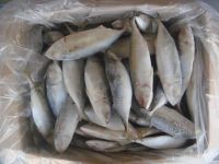 FROZEN INDIAN MACKEREL B GR