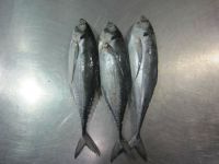 IQF FROZEN HORSE MACKEREL