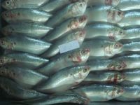 Frozen Sardine Very Cheap