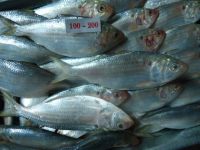 Looking for buyer Frozen Sardine Oil