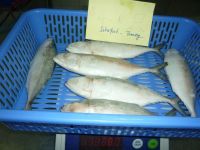 LOOKING FOR BUYER Indian Mackerel