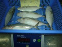 Indian Mackerel SIZE 8-10 PSC/KG CHEAP PRICE