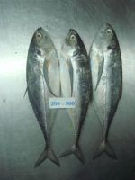 Horse Mackerel