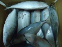 Indian Mackerel WHOLE ROUND- 100% NET WEIGHT