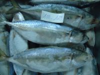 Indian Mackerel WHOLE ROUND- Big quanlity- Block