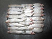 Frozen Herring