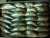 Frozen Fresh Sardine fish cheapest