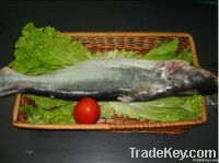 FROZEN PANGASIUS WHOLE ROUND - By Tony