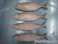 FROZEN INDO PACIFIC MACKEREL - AVAILABLE FROM STOCK